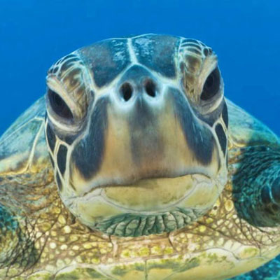 Reference of Sea Turtle's Face Straight On photo reference of sea turtle's face straight on