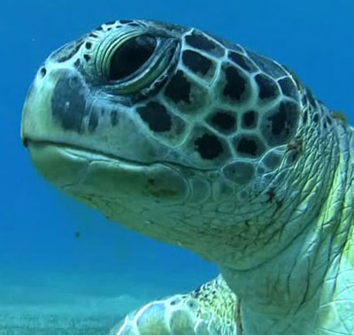 Reference of Sea Turtle's Face in Profile photo reference of sea turtle's face in profile