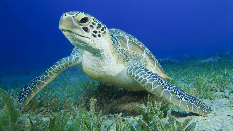 Freelance Character Designed from This Green Sea Turtle Reference freelance character designed from this photo of green sea turtle